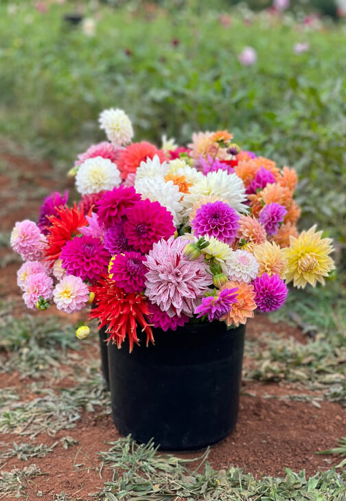 Flower Picking Class with Farm Tour
