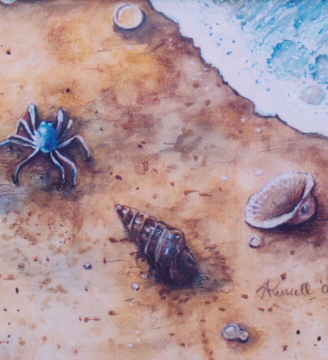 Full Day Retreat: Shells on the Shore