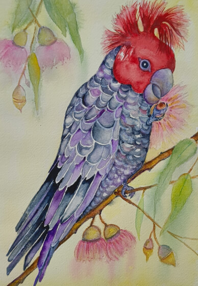 Gang Gang Cockatoo Watercolour Workshop with Ferie Sadeghi