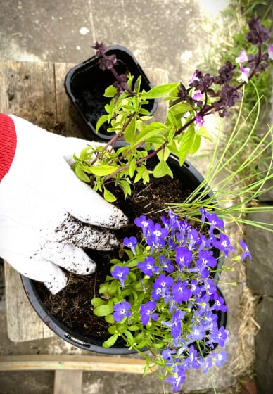 Gardening Class for Beginners: Planting Flowers and Herbs