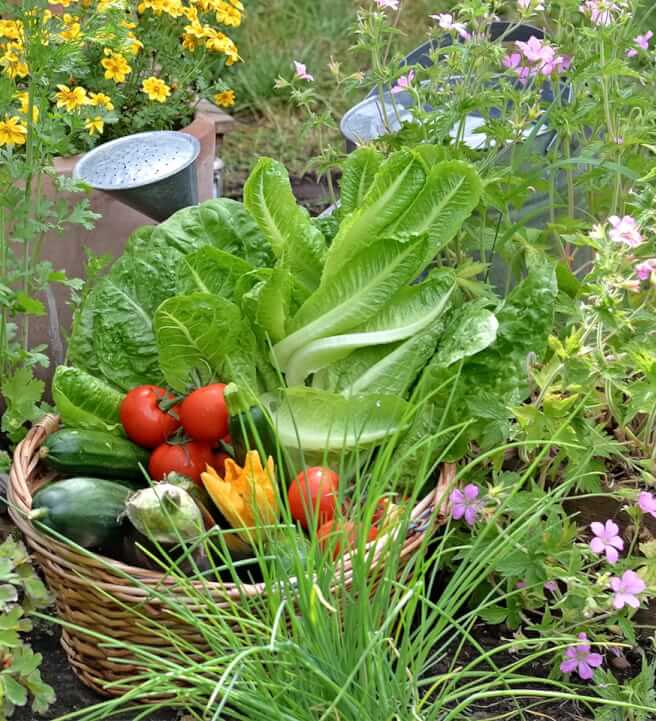Gardening for Beginners Class