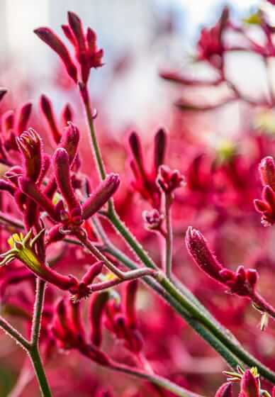 Gardening Workshop: Australian Native and Indigenous Plants