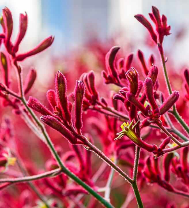 Gardening Workshop: Australian Native and Indigenous Plants