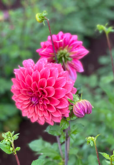 Gardening Workshop: Dividing and Sharing Dahlias