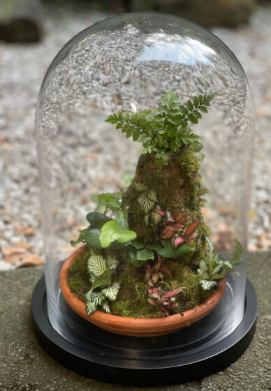 Glass Dome Terrarium Workshop