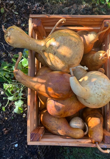 Gourd and Glow Lantern Making Workshop