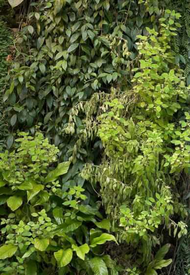 Green Wall or Vertical Garden Design Workshop