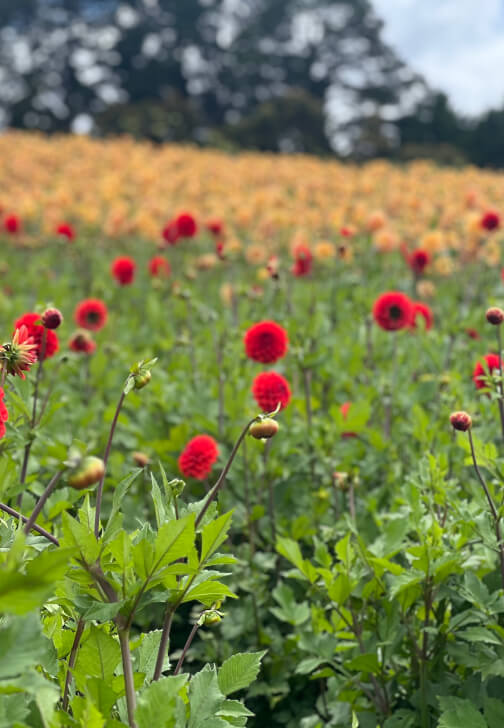 Grow and Bloom – Cut Flower Growing Workshop