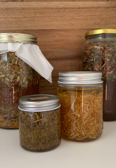 Herbs for Hounds: A Botanical Workshop for Dog Lovers