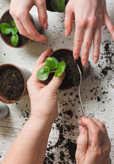 How to Be a Better Plant Parent Workshop