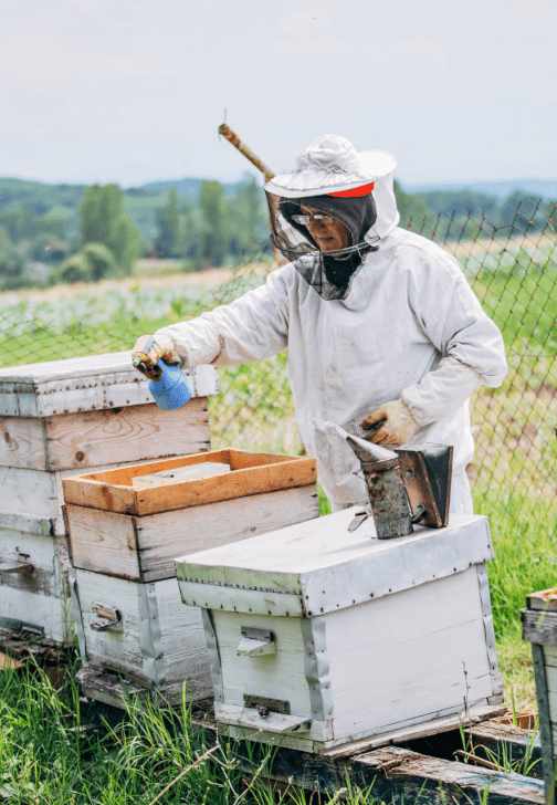 Intro to Beekeeping Workshop: Hive Basics and Honey Harvest