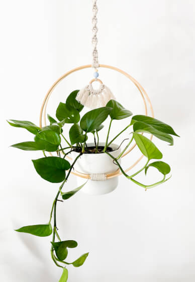 Ivy Plant Hanger Craft Kit