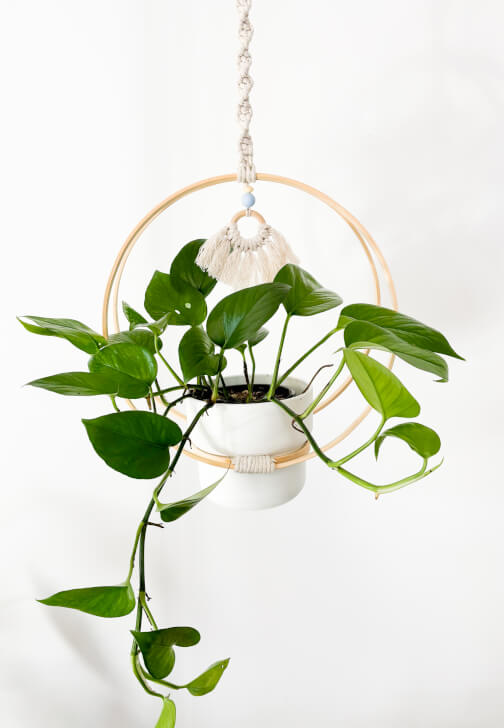 Ivy Plant Hanger Craft Kit
