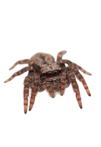 Jumping Spider and Bioactive Enclosure Workshop