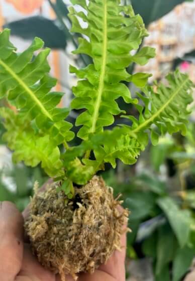 Kids Mini Kokedama Class