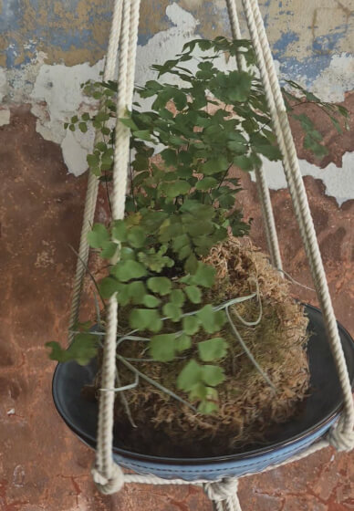 Kokedama and Macrame Workshop