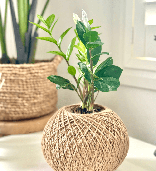 Kokedama House Plant Workshop