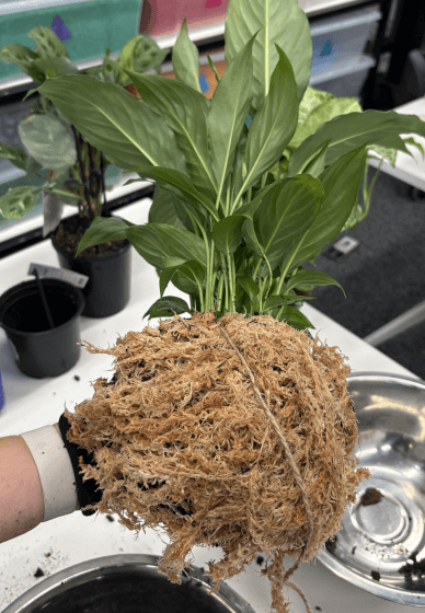 Kokedama Making Workshop: Create Your Own Living Plant Art