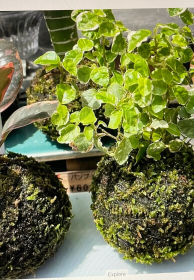 Kokedama 'Moss Ball' Class: Central Coast