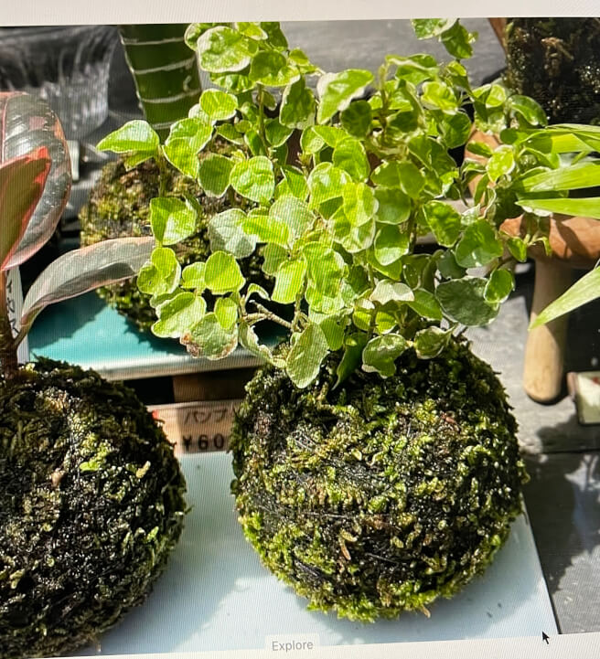 Kokedama 'Moss Ball' Class: Central Coast