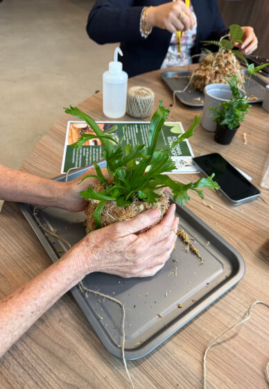 Kokedama Workshop: Create Your Own Moss Ball Magic