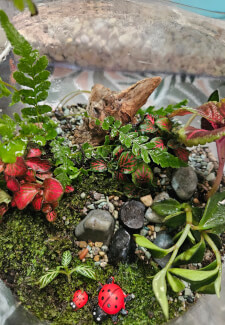 Large Terrarium Making Workshop