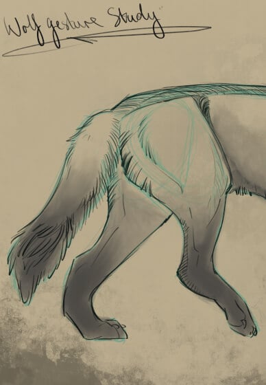 Learn How to Draw Wolves: Mindful Drawing