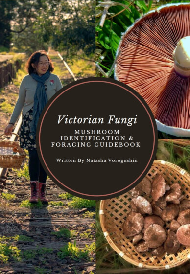Learn Mushroom Foraging and Identification