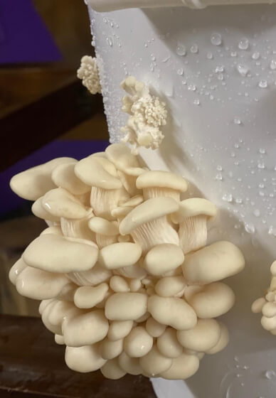 Learn to Grow Your Own Gourmet Oyster Mushrooms