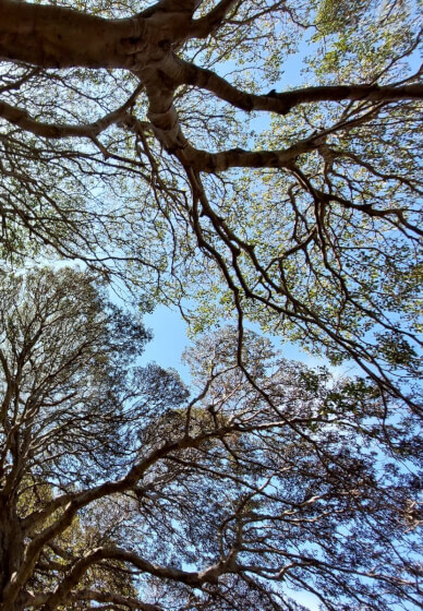 Grounding and Mindfulness Workshop for Inner Calm