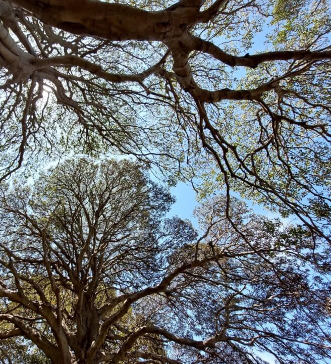 Grounding and Mindfulness Workshop for Inner Calm