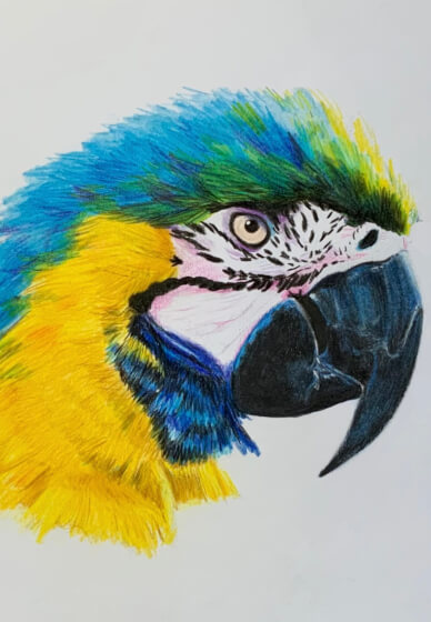 Macaw in Coloured Pencil Drawing Workshop with Peta Harvey