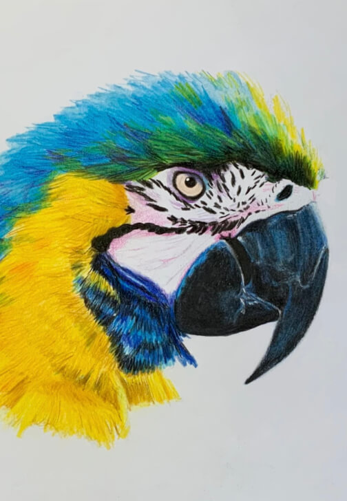 Macaw in Coloured Pencil Drawing Workshop with Peta Harvey