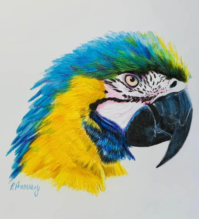 Macaw in Coloured Pencil Drawing Workshop with Peta Harvey