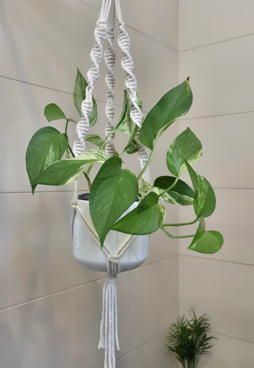 Macrame Plant Hanger Workshop