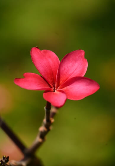 Macro Photography Workshop