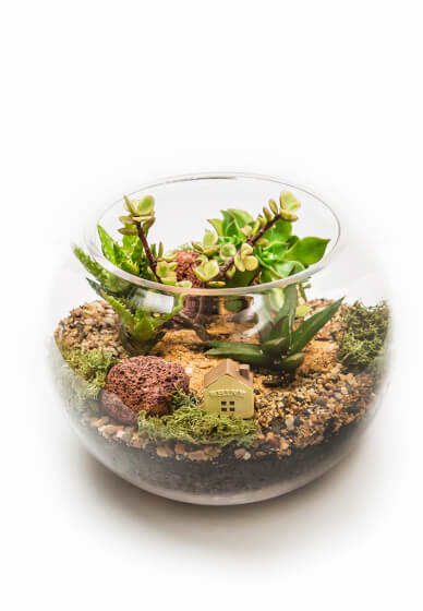 Make Your Own Succulent Terrarium with DIY Kit