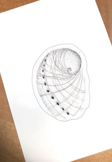 Meditative Drawing: Abalone Shell