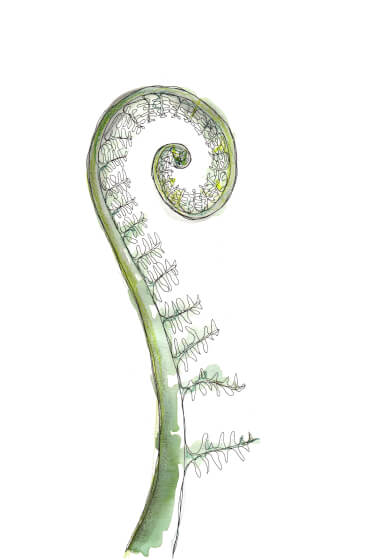 Meditative Drawing and Painting: Unfurling Fern