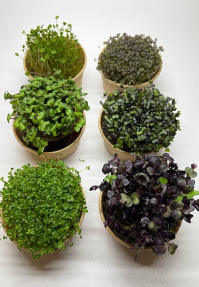 Microgreen Growing Workshop
