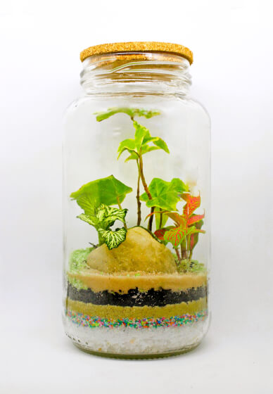Mini Worlds: Terrarium Workshop for Kids and Teens South Canberra