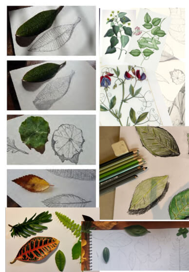 Mixed Media Course: Botanical Illustration and Soul Chair