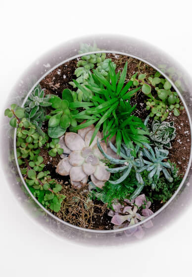 Mobile Terrarium Making Workshop