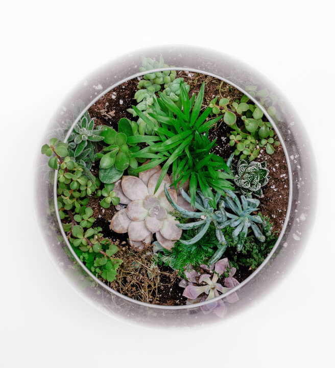 Mobile Terrarium Making Workshop