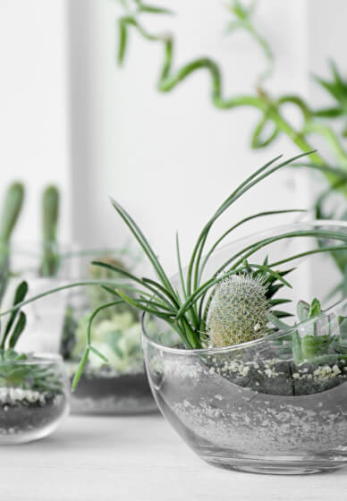 Modern Succulent Terrarium Design Workshop