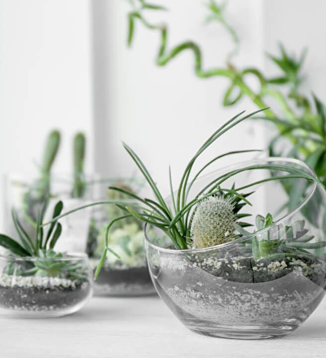 Modern Succulent Terrarium Design Workshop