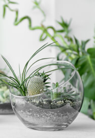 Image for Modern Succulent Terrarium Design Workshop