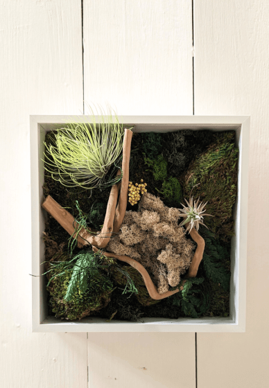 Moss Art and Airplant Box Frame Workshop