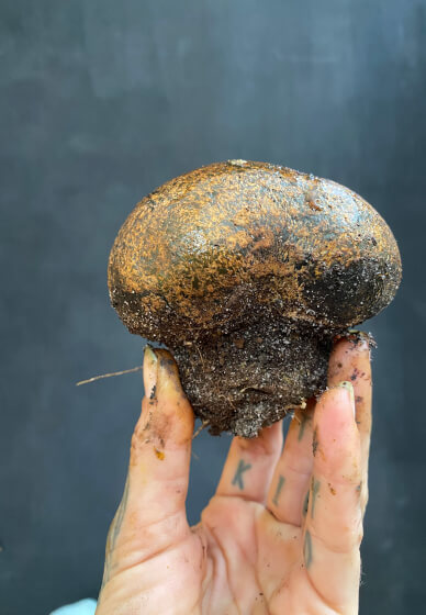 Mushroom Forage / Dye Workshop