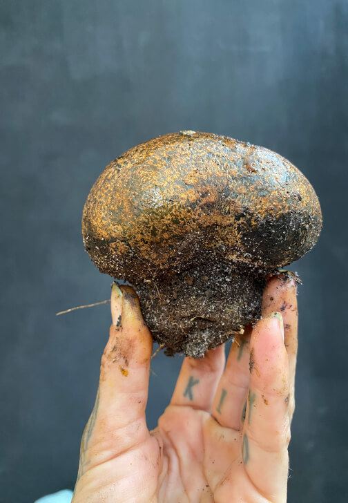 Mushroom Forage / Dye Workshop
